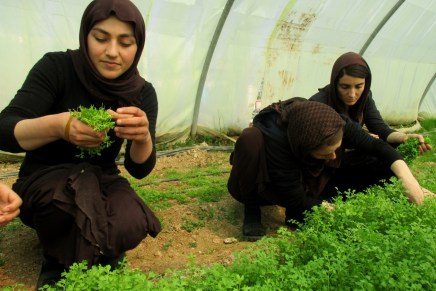 Das Gewächshaus-Projekt